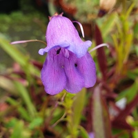 Penstemon eriantherus 